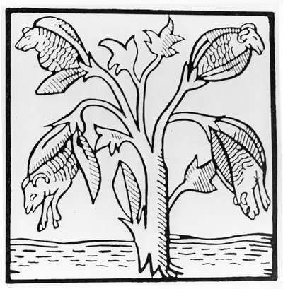 Cotton Plant, as Imagined by John Mandeville by English School